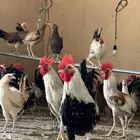 دجاج مشكل عمر بياض