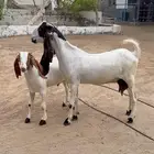 عرض مصريه تحتها ذبيحه