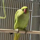 انثى دره منتجه ونص الفه