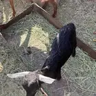 عنز والد