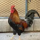 ديوك فري سيافي مستويات جدا فاخره 4