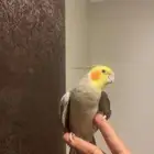 طير كروان لاتيني