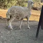نعجه طيب