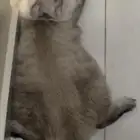 قط ذكر للتبني