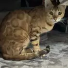 قطة بنغالي للبيع