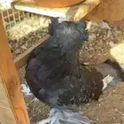 بخارى