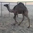 للبيع