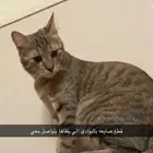 قطتي ضائعه