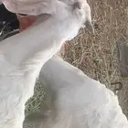 غنم ذبايح مع التوصيل إلى حدبابك