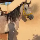 مهرة شعبية شيخة للبيع
