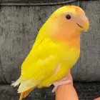 روز اليف شامل الملحقات