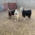 معزى دفيع فحص سونار