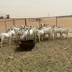 تيوس بلدي مراح واحد المظيلف دوقه