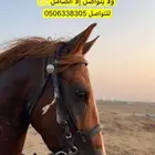 خيل