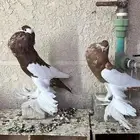 حمام نفاخ