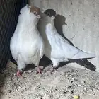 حمام ذكر وانثى هلمت اللون واضح