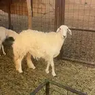 رخل حريه ثنيه