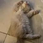 كيتن قطط للبيع شيرازي