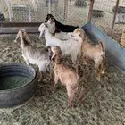 تيوس وجفرات تربيه