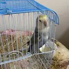 عصفور الروز