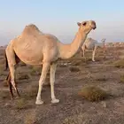 لقحه بكر ثنيه كفو