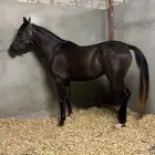 فرس شعبيه دهماء شيخه