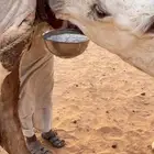 للبيع عشراء .. ضروبه