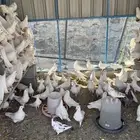 حمام فرنسي سوبر جامبو