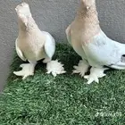 مطلوب جوز تركي نفس الصوره