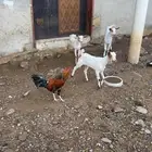 دجاج