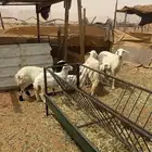 للبيع 3 تحتها 3