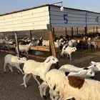 طليان سواكن شبيه الحري مرابى