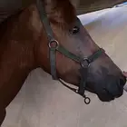 حصان عربي ورق