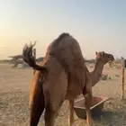 ناقه جنبه