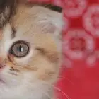 سكوتش فولد تايجر انثى