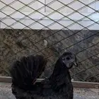 دجاجه حباحب