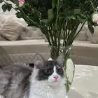 قطط