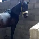 حصان البيع العمر سبع سنوات الطول 152 الحصان طرب حار