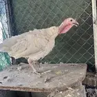 دجاج رومي للبيع
