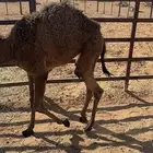 لبيع حيران صفر أعمارهن ست اشهر بكار