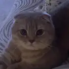 سكوتش فولد ( للبيع )