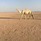 خلفه للبيع
