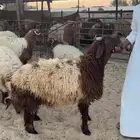 ذبايح غنم نعيمي ذبح وتغليف وتوصيل حسب الطلب