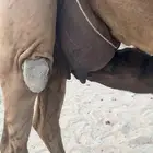 ام ثالث خلفه