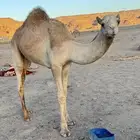 قعود
