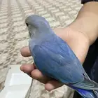 روز للبيع