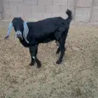 البيع عنز
