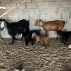 معزاء متاومه