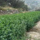 يوجد برسيم صافي بدون كيماوي بلادي شرط ولا يوجد فيه اي شي
