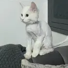 قط تبني شيررازي تركي